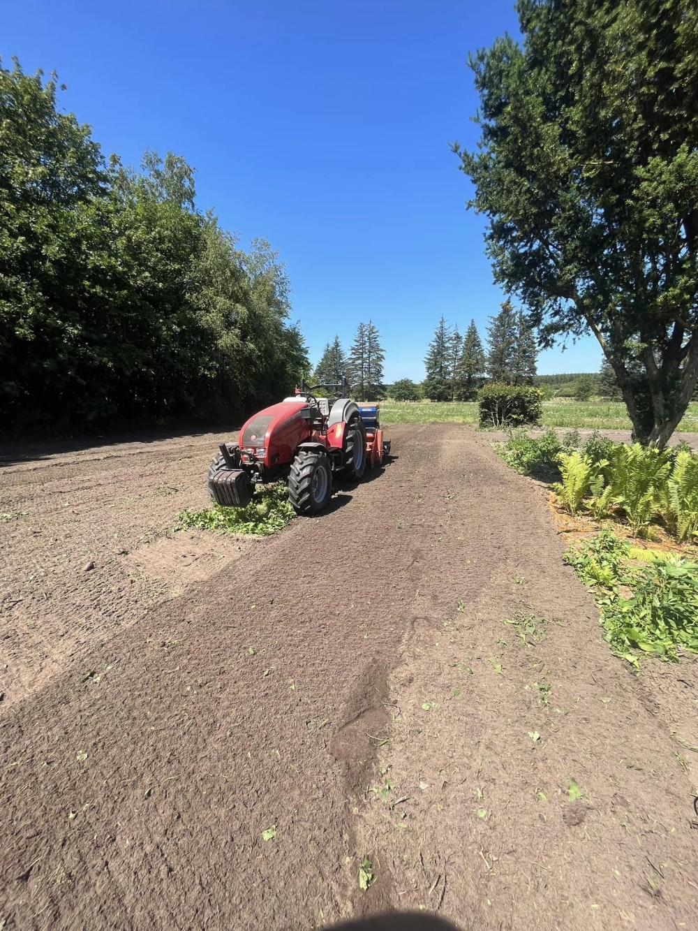 anlægning af græsplæne